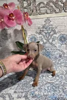 Akc Bailey , a male Miniature Pinscher for sale in Monroe, NC – 2 of 4