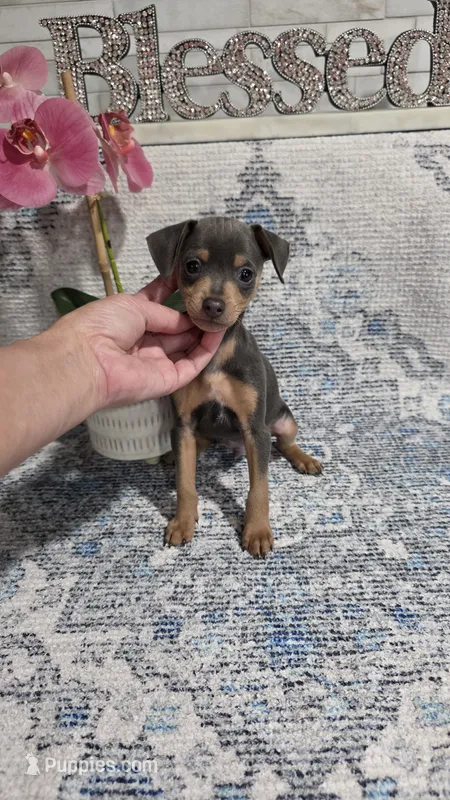 Akc Bailey  – Miniature Pinscher puppy for sale in Monroe, NC
