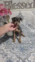 Akc Bailey , a male Miniature Pinscher for sale in Monroe, NC – 1 of 5