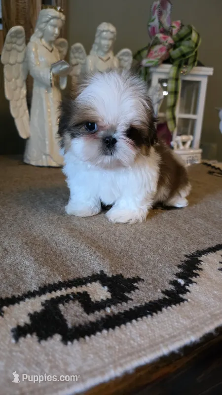 Akc Daisy  – Shih Tzu puppy for sale in Monroe, NC