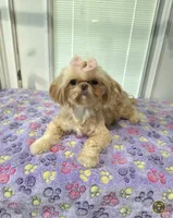 Buttons , a male Shihpoo for sale in Monroe, NC – 8 of 8
