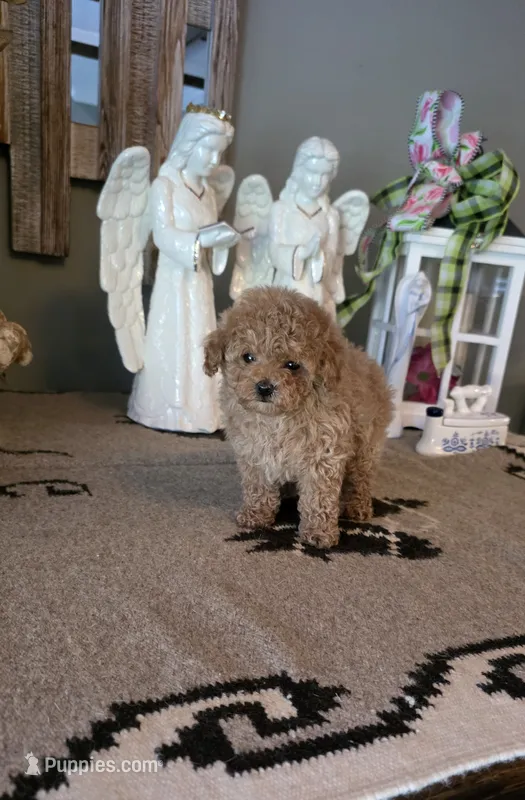 Teddy – Maltipoo puppy for sale in Monroe, NC