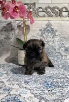 Akc Nikki , a female Shih Tzu for sale in Monroe, NC – 3 of 5
