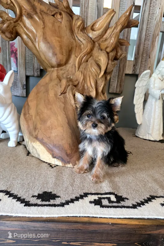 Akc tcup – Yorkshire Terrier puppy for sale in Monroe, NC
