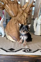 Akc tcup, a female Yorkshire Terrier for sale in Monroe, NC – 1 of 1