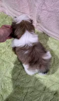 Akc Jasper , a male Shih Tzu for sale in Monroe, NC – 2 of 5