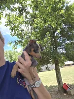 Akc blue boy, a male Miniature Pinscher for sale in Monroe, NC – 5 of 5