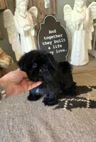 akc Bella , a female Shih Tzu for sale in Monroe, NC – 2 of 6