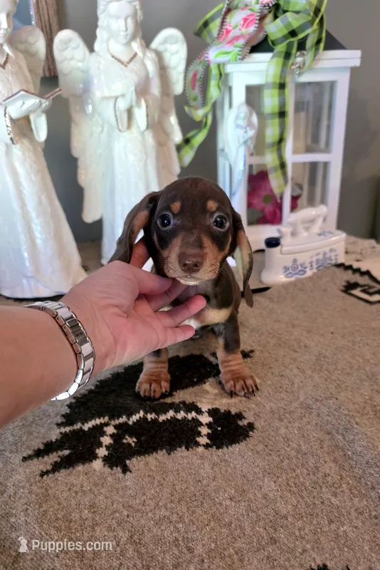 Akc Jackson  – Miniature Dachshund puppy for sale in Monroe, NC
