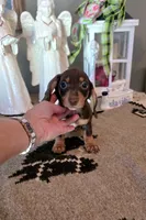Akc Jackson , a male Miniature Dachshund for sale in Monroe, NC – 1 of 3