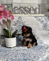 akc Bella , a female Yorkshire Terrier for sale in Monroe, NC – 2 of 3
