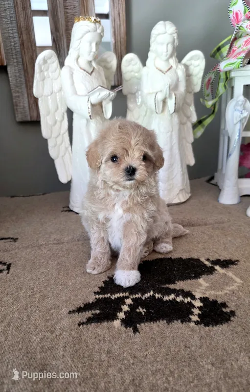 Crystal  – Maltipoo puppy for sale in Monroe, NC
