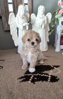 Crystal , a female Maltipoo for sale in Monroe, NC – 1 of 3