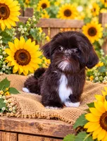 Akc Tiffany , a female Shih Tzu for sale in Monroe, NC – 1 of 1