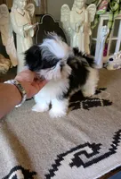Akc Gizmo , a male Shih Tzu for sale in Monroe, NC – 5 of 6