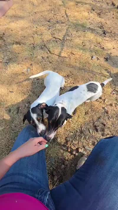 Akc Pedro , a male Miniature Dachshund for sale in Monroe, NC – 1 of 1