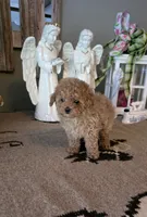 Teddy, a male Maltipoo for sale in Monroe, NC – 2 of 2
