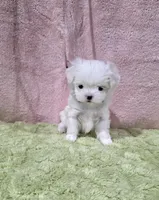 Akc tipsy, a female Maltese for sale in Monroe, NC – 3 of 4