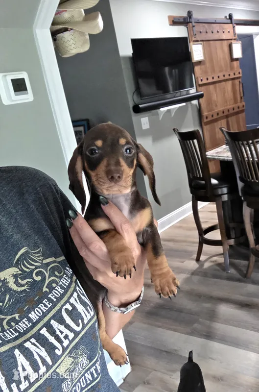 Akc Bailey  – Miniature Dachshund puppy for sale in Monroe, NC