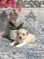 Buttons , a male Shihpoo for sale in Monroe, NC – 3 of 8