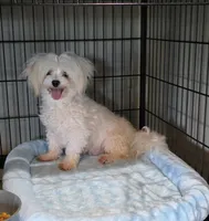 Akc suki, a male Maltese for sale in Monroe, NC – 2 of 3
