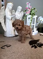Toby, a male Maltipoo for sale in Monroe, NC – 3 of 4