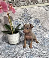 Akc princess , a female Miniature Pinscher for sale in Monroe, NC – 3 of 4