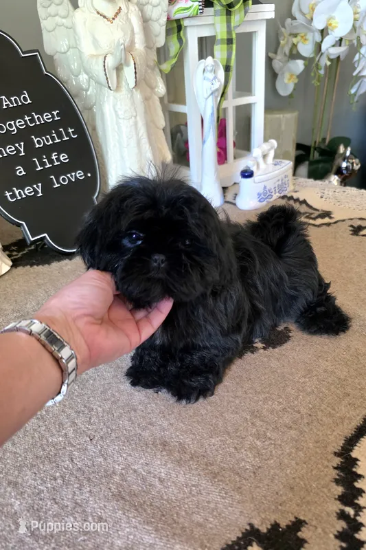 akc Bella  – Shih Tzu puppy for sale in Monroe, NC
