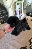 akc Bella , a female Shih Tzu for sale in Monroe, NC – 1 of 6