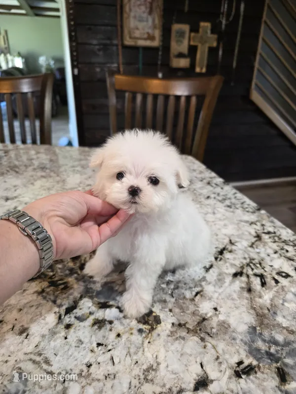 Akc Jiggy – Maltese puppy for sale in Monroe, NC