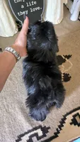 Akc jazzy , a female Shih Tzu for sale in Monroe, NC – 3 of 5