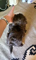Akc Jackson , a male Shih Tzu for sale in Monroe, NC – 2 of 3