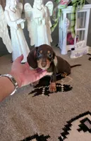 Akc Jackson , a male Miniature Dachshund for sale in Monroe, NC – 3 of 3