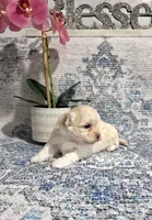 Buttons , a male Shihpoo for sale in Monroe, NC – 6 of 8