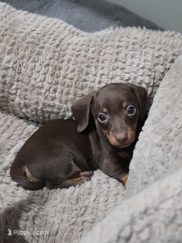 Akc tootie – Miniature Dachshund puppy for sale in Monroe, NC