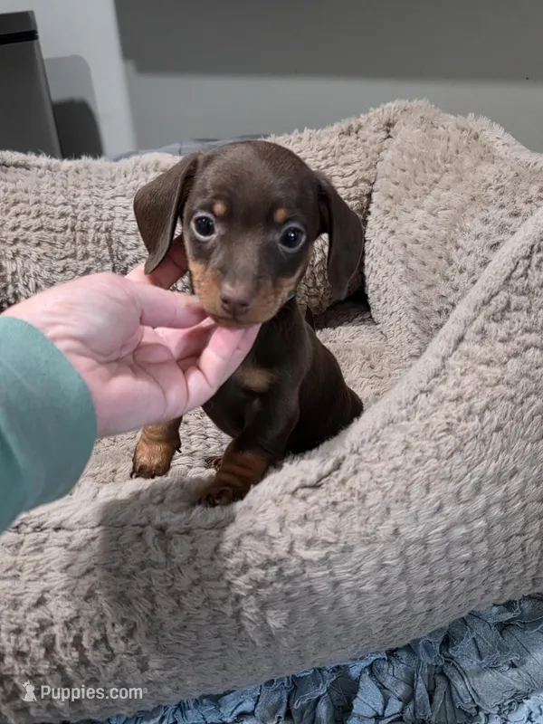 Akc tootie – Miniature Dachshund puppy for sale in Monroe, NC