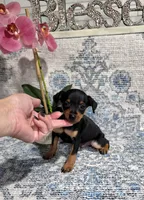 Akc Jackson , a male Miniature Pinscher for sale in Monroe, NC – 3 of 4