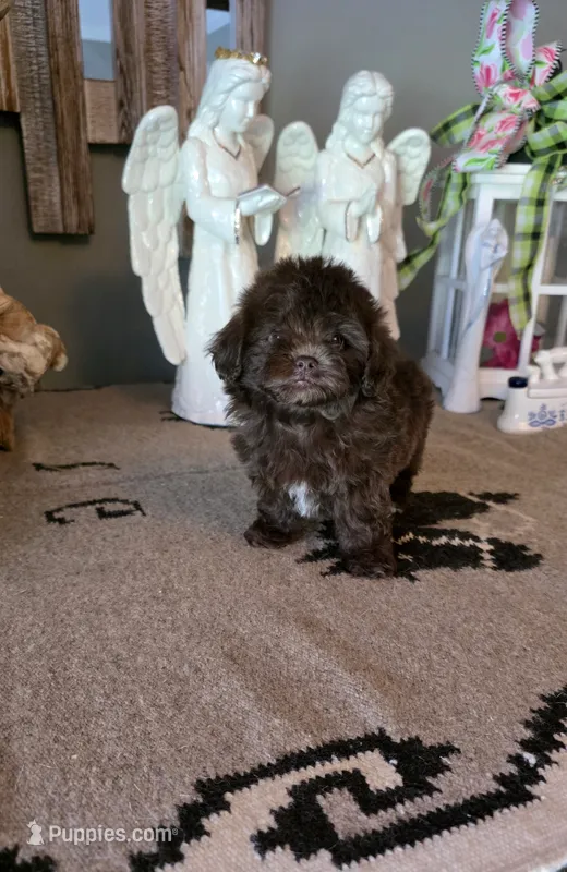 Coco – Shihpoo puppy for sale in Monroe, NC