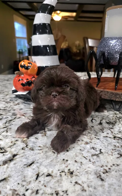 Akc princess  – Shih Tzu puppy for sale in Monroe, NC