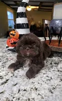 Akc princess , a female Shih Tzu for sale in Monroe, NC – 4 of 4