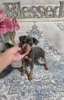 Akc Bailey , a male Miniature Pinscher for sale in Monroe, NC – 2 of 5