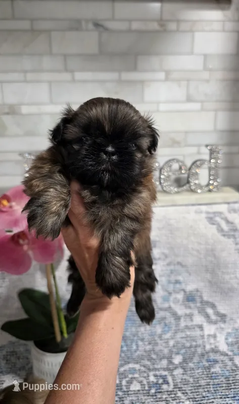 Akc Nikki  – Shih Tzu puppy for sale in Monroe, NC