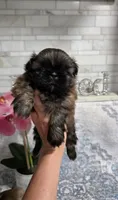 Akc Nikki , a female Shih Tzu for sale in Monroe, NC – 1 of 5