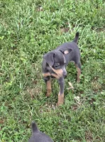 Akc Bailey , a male Miniature Pinscher for sale in Monroe, NC – 3 of 3