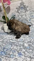 Akc Nikki , a female Shih Tzu for sale in Monroe, NC – 5 of 5