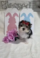 Akc Cookie , a female Yorkshire Terrier for sale in Monroe, NC – Photo 1 of 2