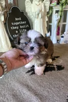 Akc tootie, a male Shih Tzu for sale in Monroe, NC – 1 of 3