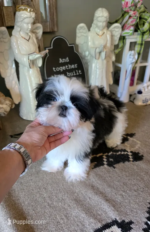 Akc Gizmo  – Shih Tzu puppy for sale in Monroe, NC