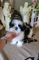 Akc Gizmo , a male Shih Tzu for sale in Monroe, NC – 1 of 6