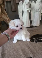 Akc suki , a male Maltese for sale in Monroe, NC – 2 of 3